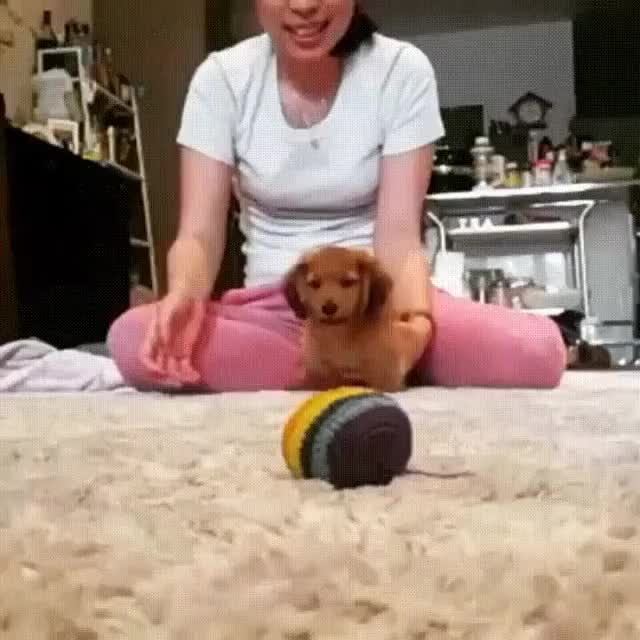 puppy