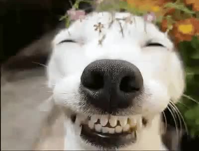 Laughing