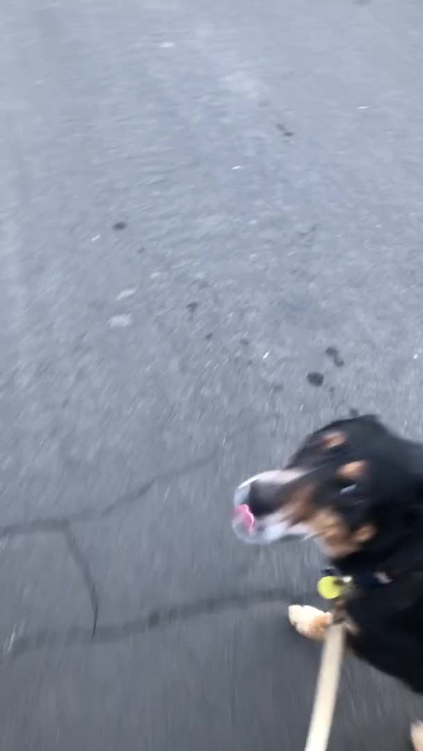 My dog likes to check on me to make sure I’m still having a good time on our walk