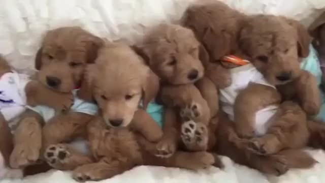 Bedtime Buddies