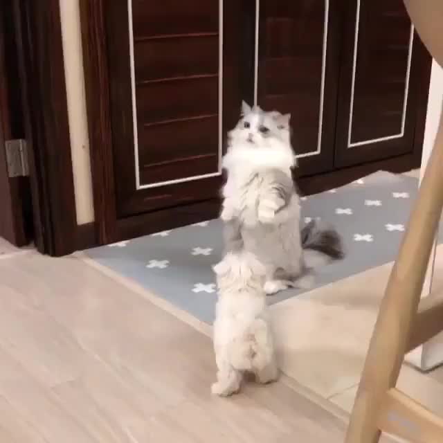 BgbPwyEH6aa