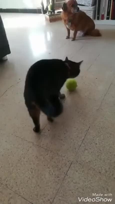 Cat Ball