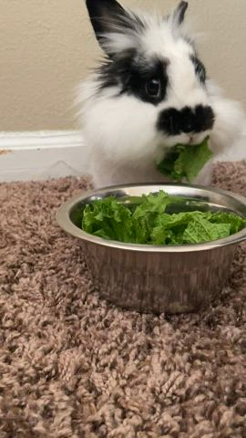 bunny cute outdoor gif