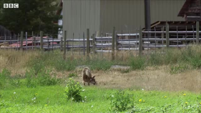 Coyote hunting grasshoppers