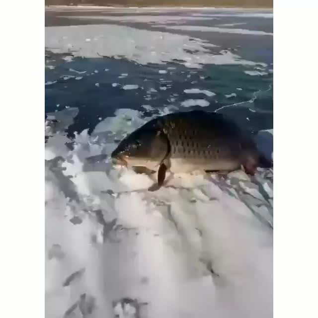 My leg