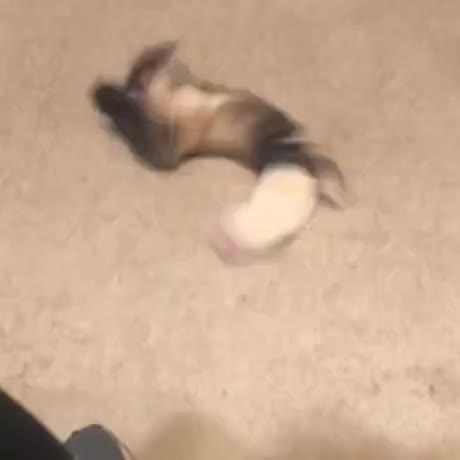 FurNoodle.exe has stopped responding