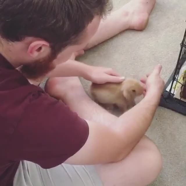 Happy little bunny with her new family, loves to give her new dad smooches! ? check