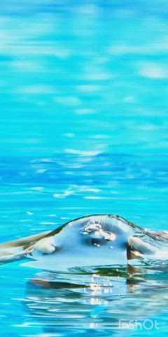armpits bikini cleavage hourglass indian seduction thick thighs wet gif