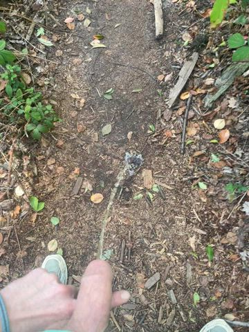 On my way home through the woods taking a good piss