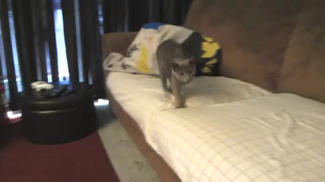 ````Turbo Chasing Tail SHORT