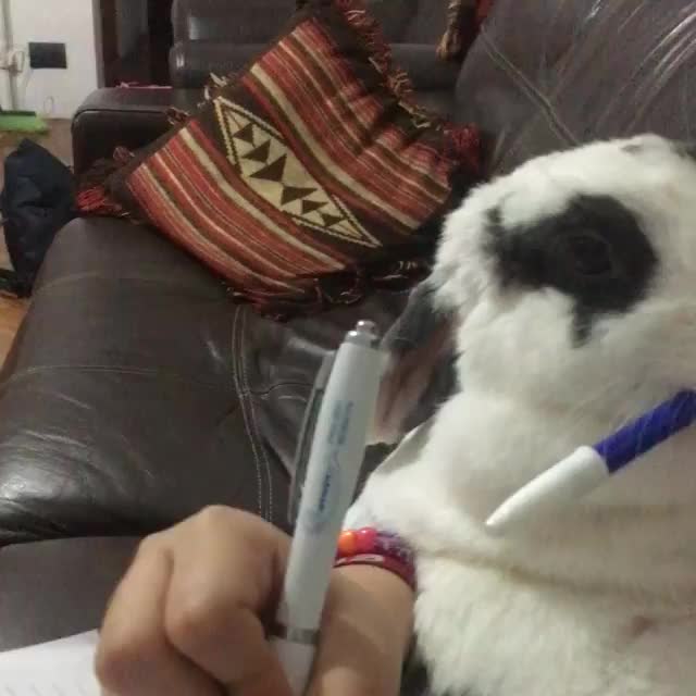 Ayudando a mami pero no soy un perrito../???#animales#bunny