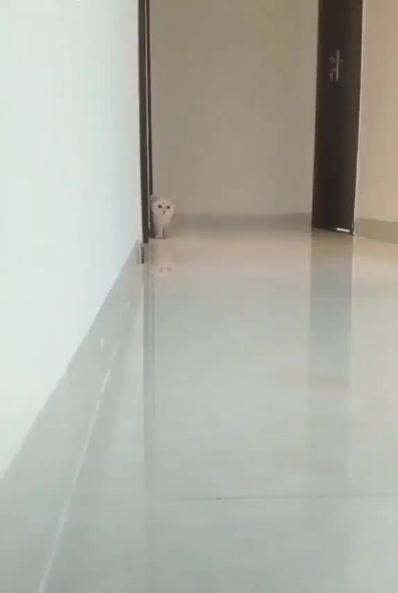 Ninja cat