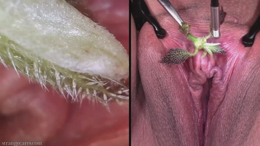 extreme close-up of stinging nettles on my big clit