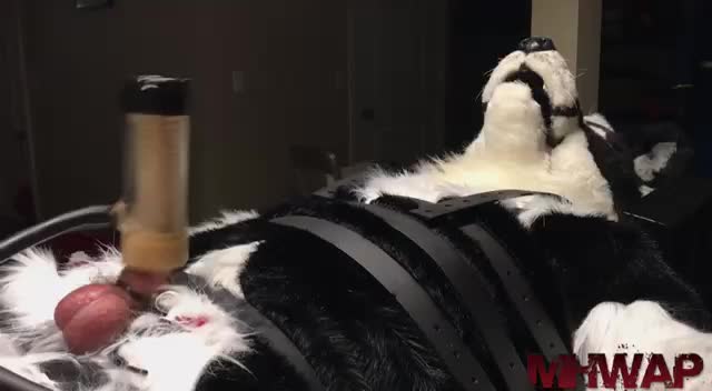 furry 2