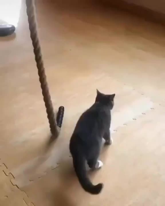 ripsave - Cat goes back to his old training ground to show the new recruits how it's