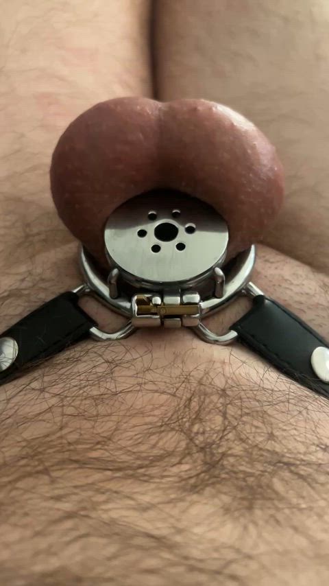 ballbusting chastity whipped microchastity gif