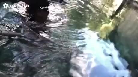 the courage to take a selfie with a crocodile as if it were friends.