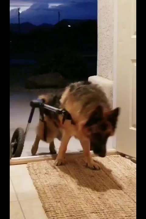 German Shepard with Degenerative Myelopathy gets a new lease of life