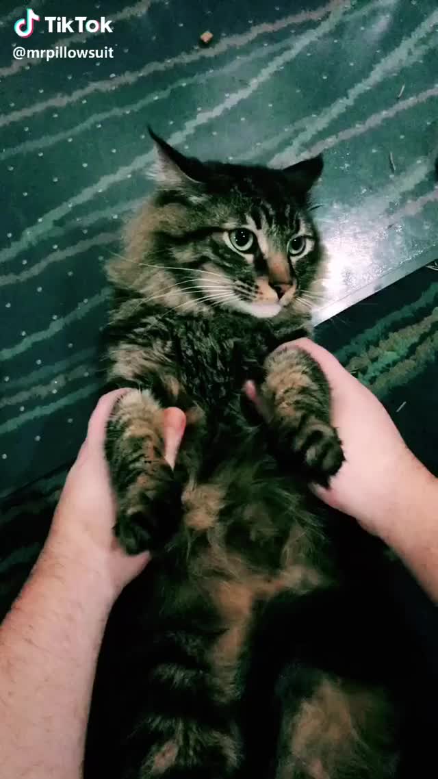 Super coots. #cat #pets #dance #chachaslide #cutekitty #catdance #catdancechallenge