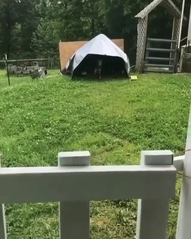 Excited Puppy