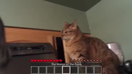 Jojo Cats