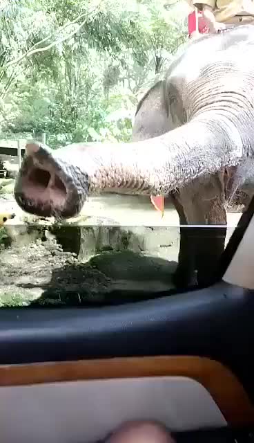 clever elephant