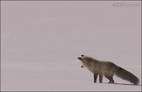 Fox-snow-hunting-pounce