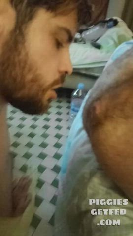 Pig feeds straight from ass