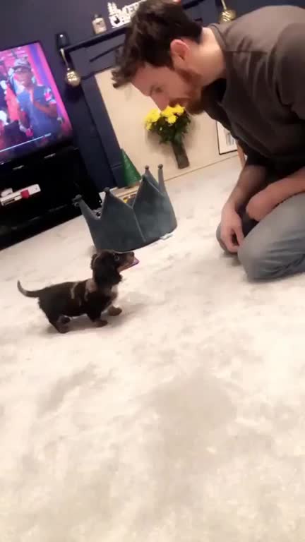 This good boy knows his tricks
