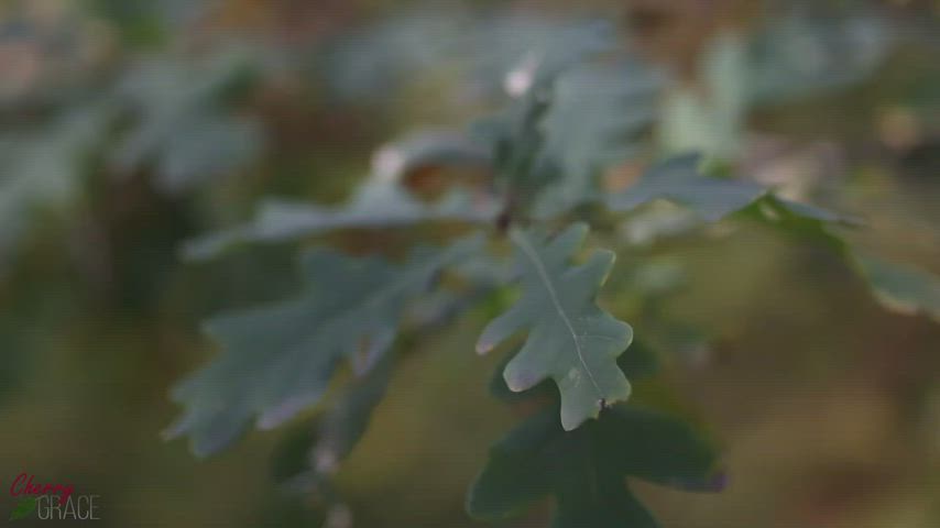 🍁