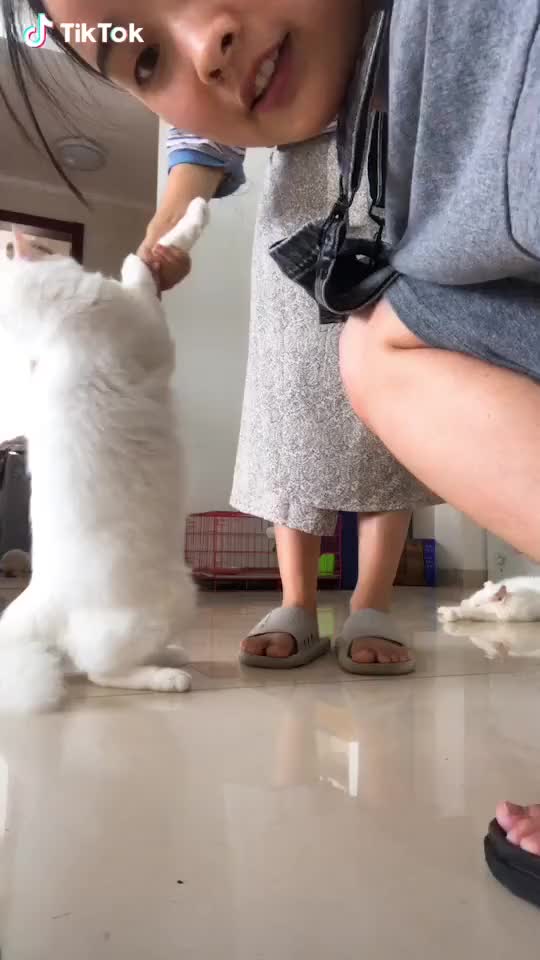 dancing with cats