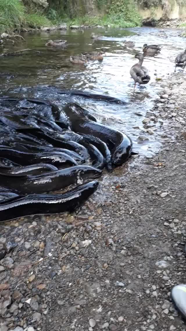 Eels in the Stream at Battle Hill Farm