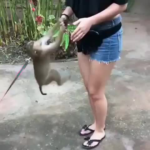 monkey