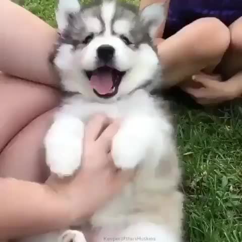 I need a Husky in my life ?⁣ tag a dog lover and follow @PetWorld! Via @keeperofstarshuskies⁣