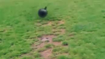 No! Don't fetch!!