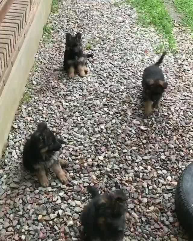 pups