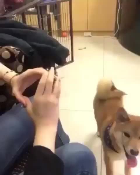 Doge fits in Hand | Source: Yenyu Lin @ Facebook * FOLLOW ????@shibainu_mylove