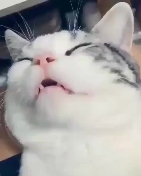 좆냥이 코고는 소리