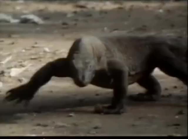 Live deer ripped apart by Komodo dragons