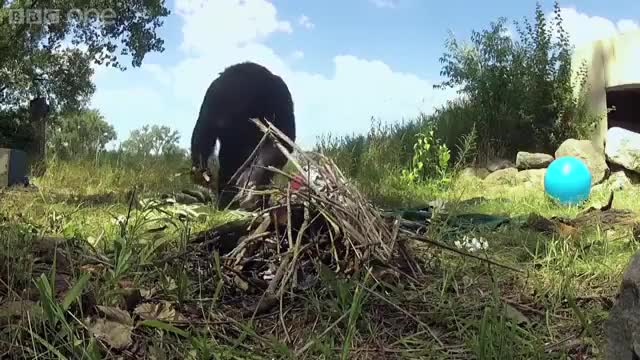 Kanzi the bonobo lives in America and has learnt how to build a fire, light it using