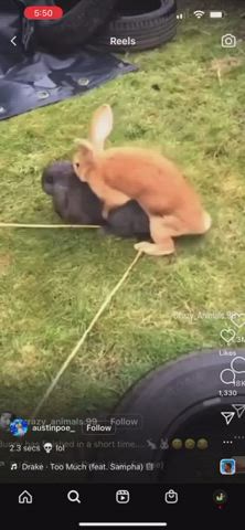 bunny hungarian screaming gif