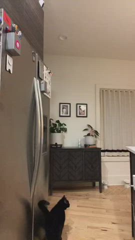 Big Ass Pawg Siri gif