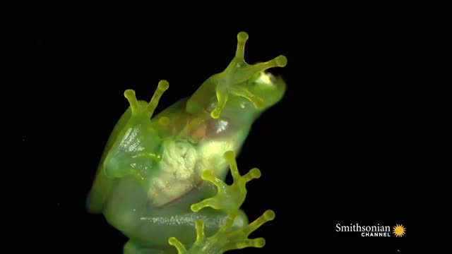 Glass Frog