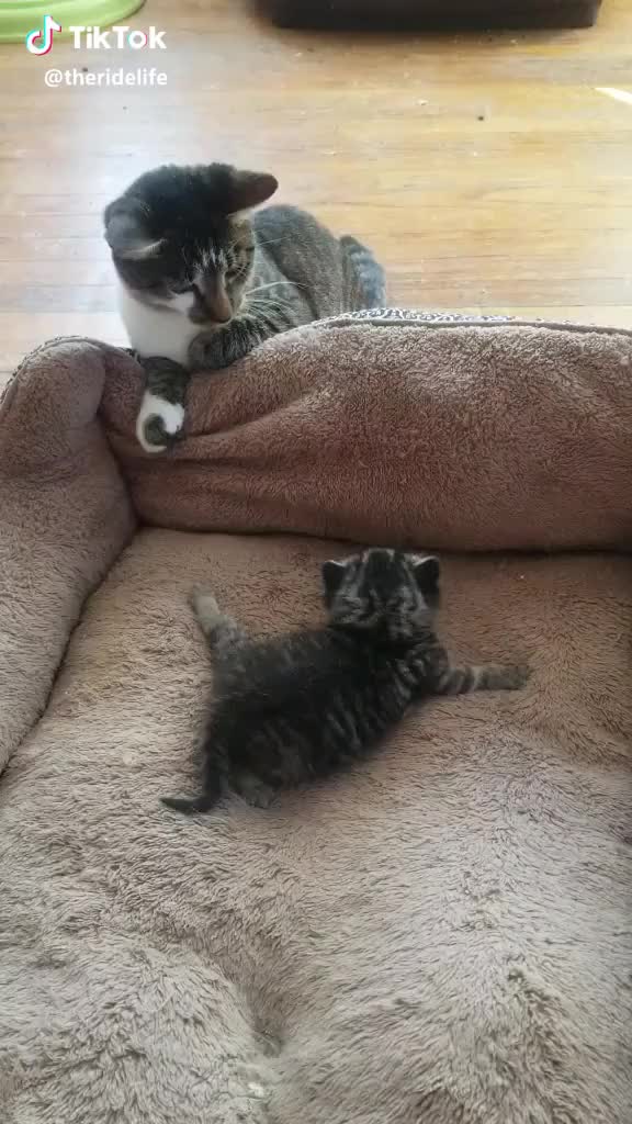Awww he wants to play with her soo bad but he's so gentle #cutecat #cutekitty #kitten