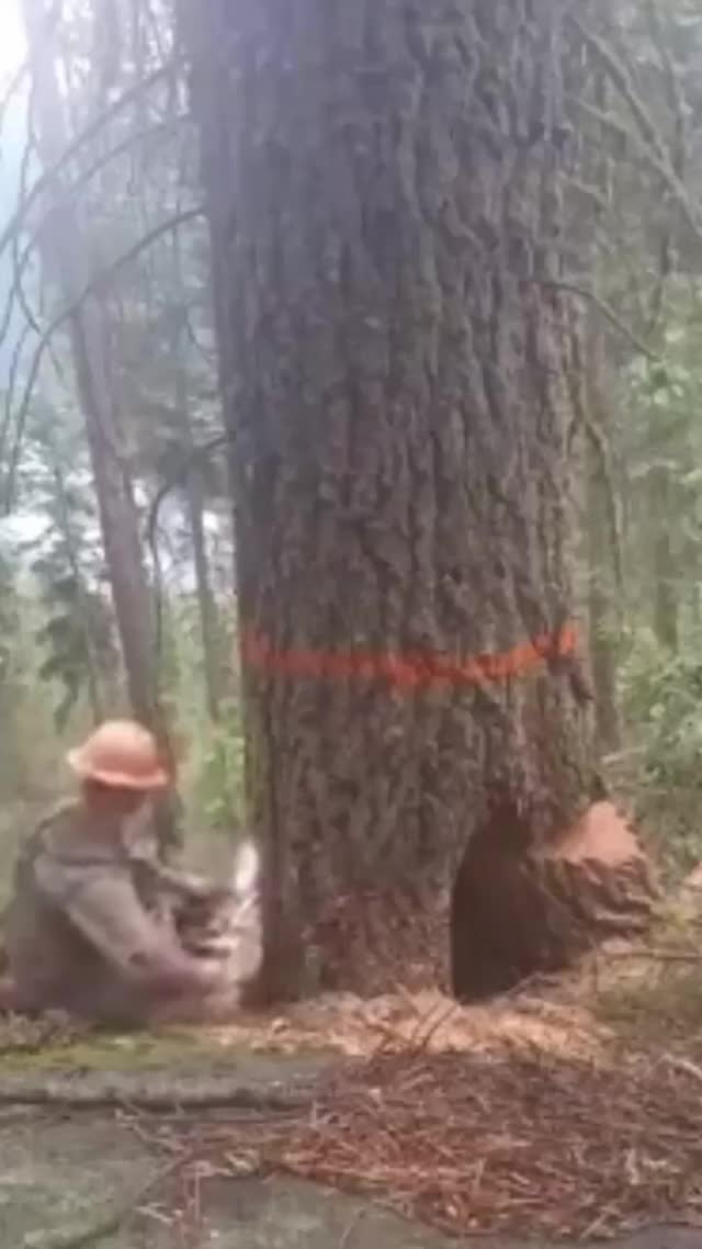 This woodcutter was frightened.