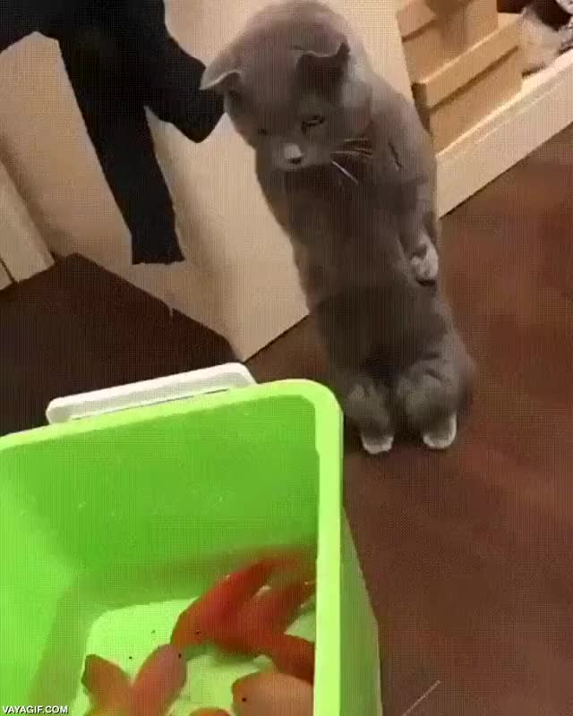 O AUTOCONTROLE DESSE GATO É IMPRESSIONANTE