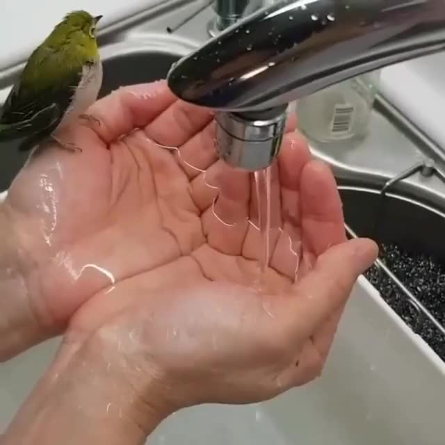 Bird taking bath ??? From @birdbee0705