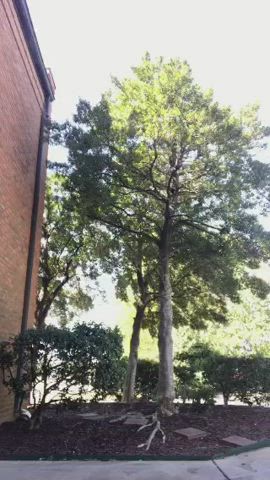 Amateur Big Dick Public gif