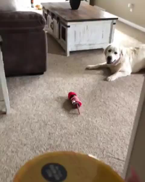 Mac n cheese zoomies. Tag a Mac n cheese lover ? . . Pawtners @tuckerbudzyn &