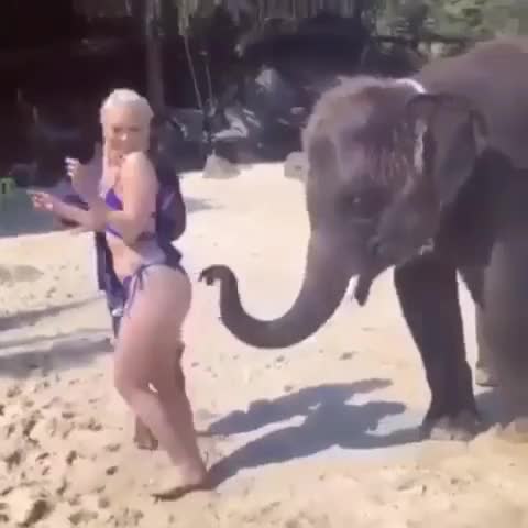 I hope the #elephant does not run for